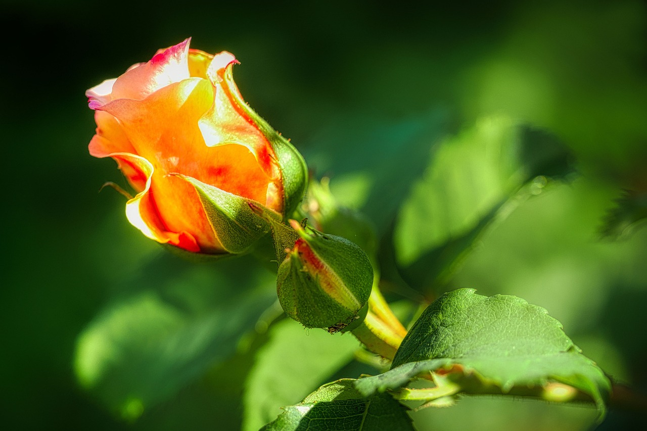 The Chemistry of Scent - How Fragrances Affect Mood